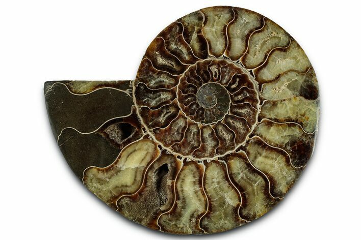 Cut & Polished Ammonite Fossil (Half) - Madagascar #329176